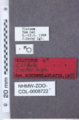 Etiketten zu Csikia catei (NHMW-ZOO-COL-0008722)